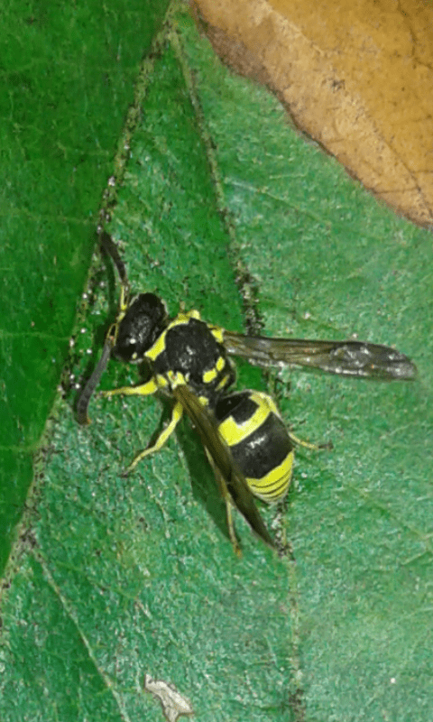 Vespidae Eumeninae : Ancistrocerus sp.?